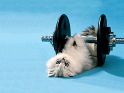 baby-kitty-lifting-weights